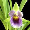 Cochleanthes Discolor Scented Orchid of singapore best corporate gift perfume souvenir 
