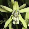 Coelogyne Mayeriana Scented Orchid of singapore best corporate gift perfume souvenir 