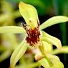 Coelogyne Zurowetzii Scented Orchid of singapore best corporate gift perfume souvenir 