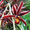 Cymbidium Bicolor Pubescens Scented Orchid of singapore best corporate gift perfume souvenir 