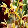 Cymbidium Finlaysonianum Scented Orchid of singapore best corporate gift perfume souvenir 