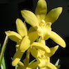 Cymbidium golden Elf Scented Orchid of singapore best corporate gift perfume souvenir 
