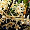 Dendrobium Aureum Scented Orchid of singapore best corporate gift perfume souvenir 