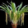 Dendrochilum Magnum Scented Orchid of singapore best corporate gift perfume souvenir 