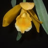 Encyclia Citrina Scented Orchid of singapore best corporate gift perfume souvenir 