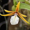 Encyclia Polybulbon Scented Orchid of singapore best corporate gift perfume souvenir 