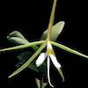 Epidendrum Nocturnum Scented Orchid of singapore best corporate gift perfume souvenir 