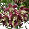 Hoya imperialis Scented Orchid of singapore best corporate gift perfume souvenir 