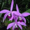 Laelia Perrinii Scented Orchid of singapore best corporate gift perfume souvenir 