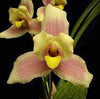 Lycaste Imschootiana Scented Orchid of singapore best corporate gift perfume souvenir 