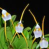 Masdevallia Mejiana Scented Orchid of singapore best corporate gift perfume souvenir 