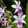 Miltonia Regnellii Scented Orchid of singapore best corporate gift perfume souvenir 