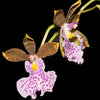 Oncidium Cucullatum Scented Orchid of singapore best corporate gift perfume souvenir 
