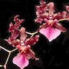 Oncidium Sharry Baby Scented Orchid of singapore best corporate gift perfume souvenir 
