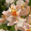 Oncidium Tsiku Marguerite Scented Orchid of singapore best corporate gift perfume souvenir 