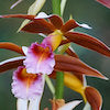 Phaius Tankervilliae Scented Orchid of singapore best corporate gift perfume souvenir 