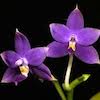 Phalaenopsis Violacea Scented Orchid of singapore best corporate gift perfume souvenir 