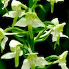 Platanthera Bifolia Scented Orchid of singapore best corporate gift perfume souvenir 