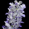 Rhynchostylis Coelestis Scented Orchid of singapore best corporate gift perfume souvenir 