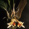 Stanhopea Pulla Scented Orchid of singapore best corporate gift perfume souvenir 