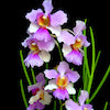 Vanda Miss Joaquim Scented Orchid of singapore best corporate gift perfume souvenir 