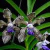 Vanda Tessellata Scented Orchid of singapore best corporate gift perfume souvenir 