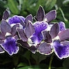 Zygopetalum Artur Elle ‘Tanzanite’ Scented Orchid of singapore best corporate gift perfume souvenir 