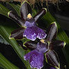 Zygopetalum Blackii Scented Orchid of singapore best corporate gift perfume souvenir 