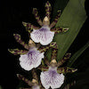 Zygopetalum Crinitum Scented Orchid of singapore best corporate gift perfume souvenir 