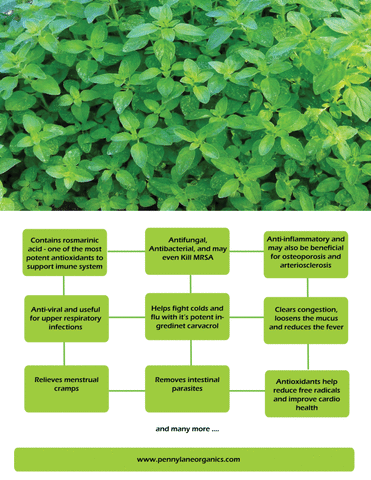 Oregano-benefits-pennylaneorganics