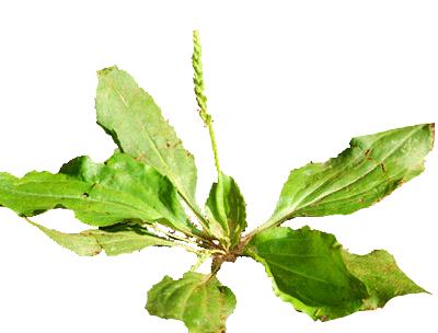 PLANTAIN HERB