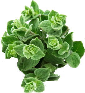 oregano