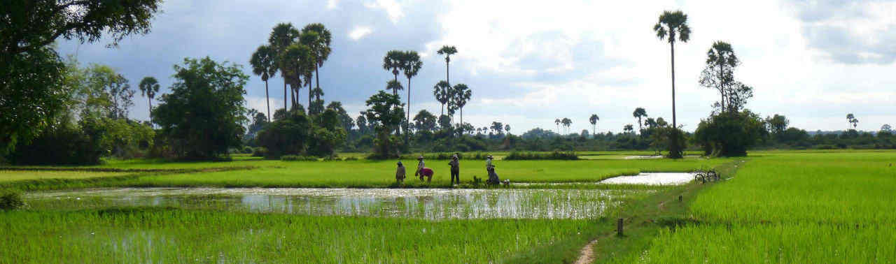 rice_farmers