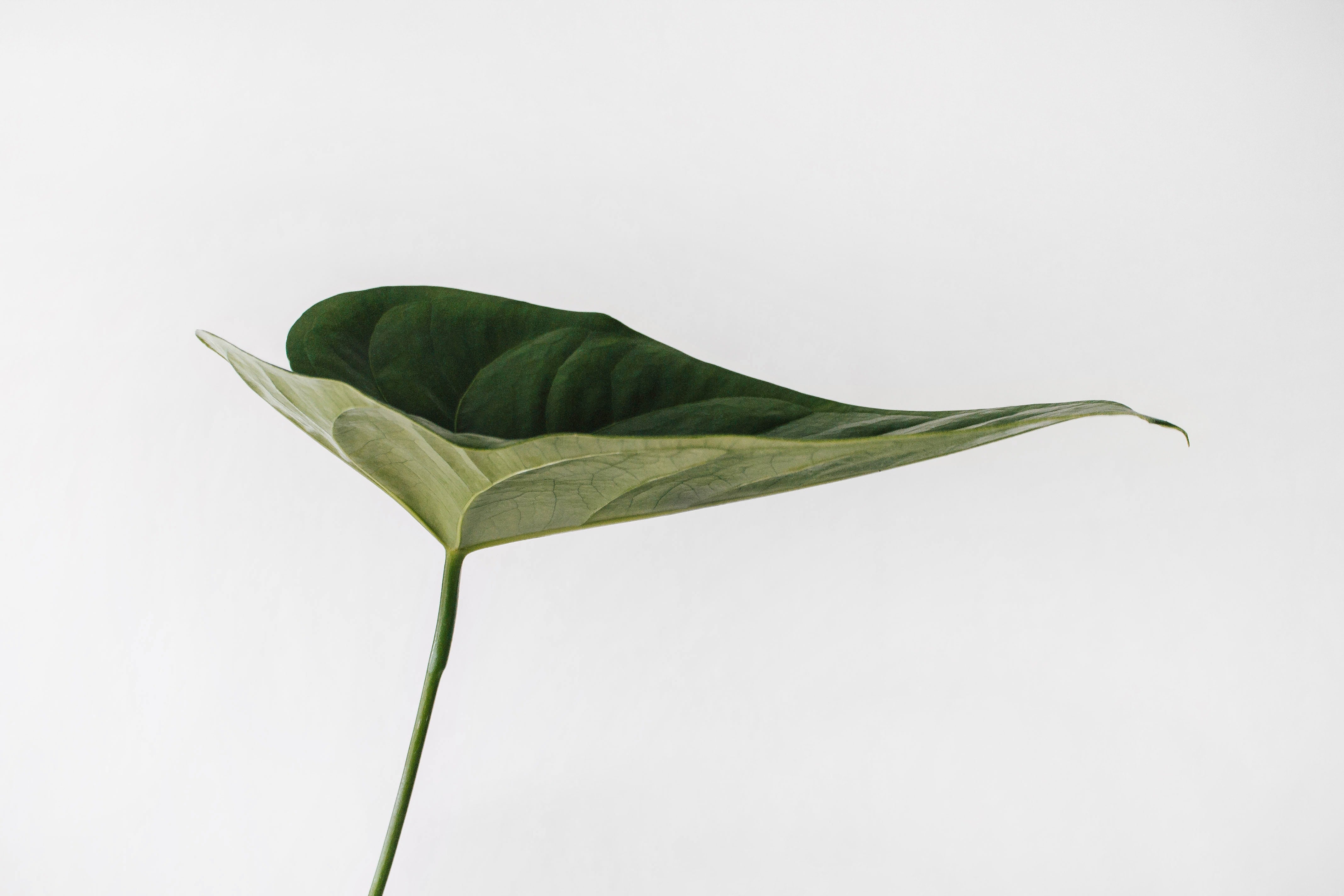 A green leaf in front of a white background.