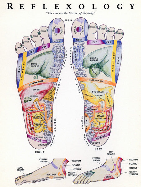 Reflexology Chart For Bongers - Feet
