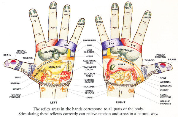 Reflexology Chart for Bongers - Hands