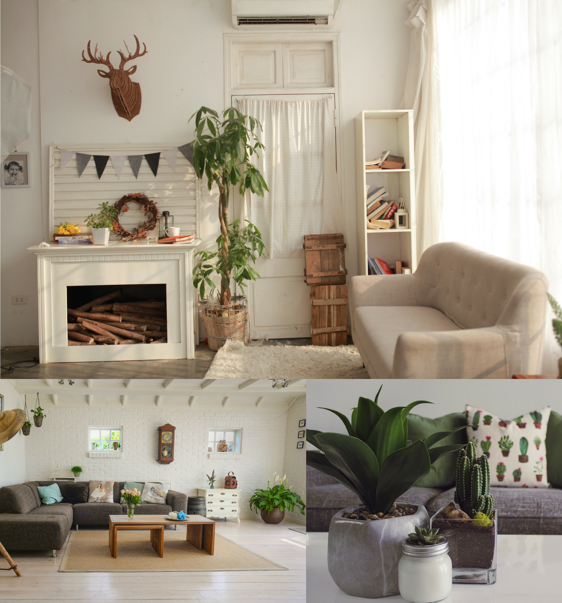 Decor Ideas with Plants