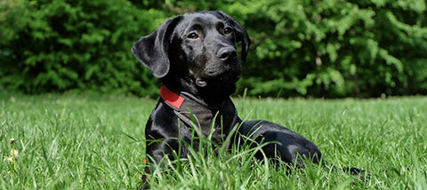 best food for black lab puppy