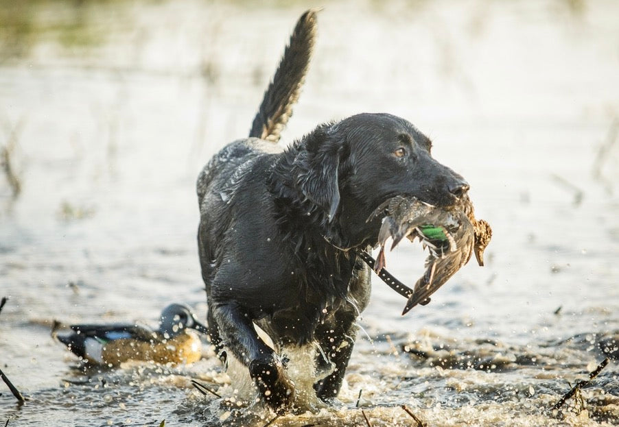 supplements for hunting dogs