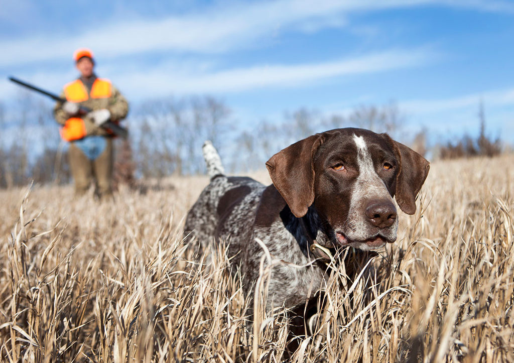 hunting dog trainer