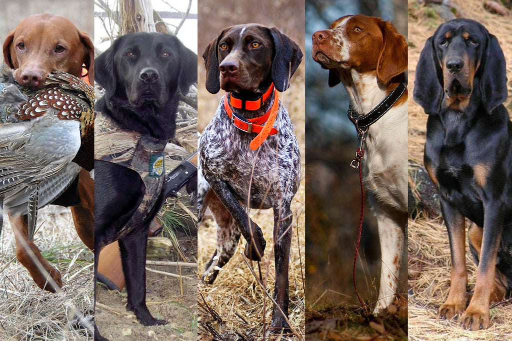 dog breeds hunting dogs