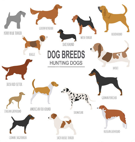 types of bird dogs