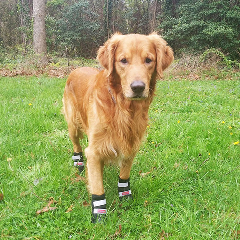 hunter boots for dogs