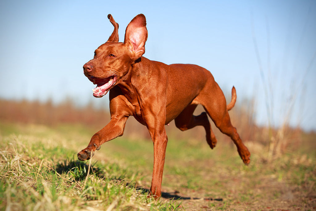 running dogs hunting