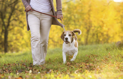 best dog leash for arthritic hands