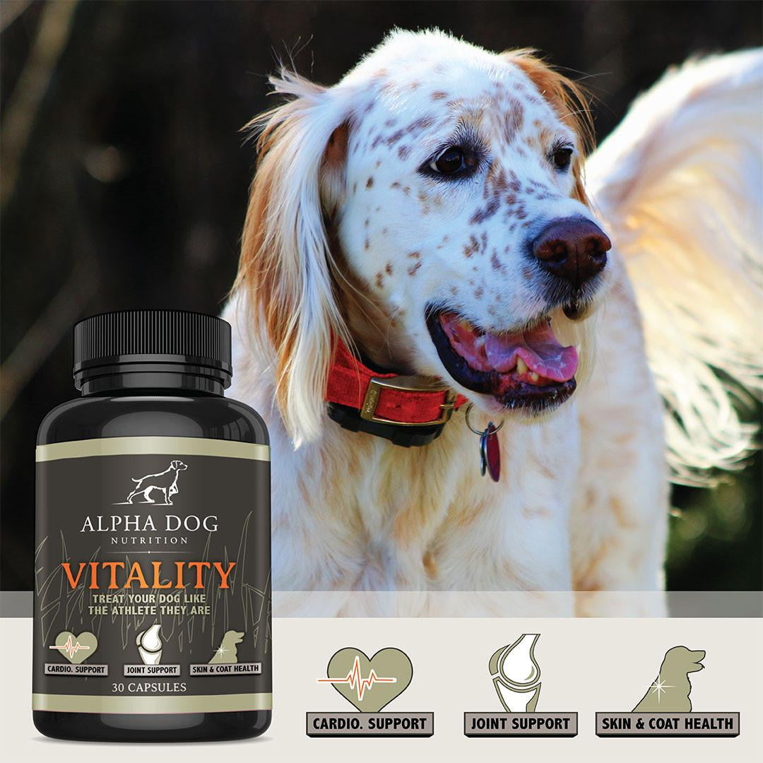 is omega 3 good for dogs