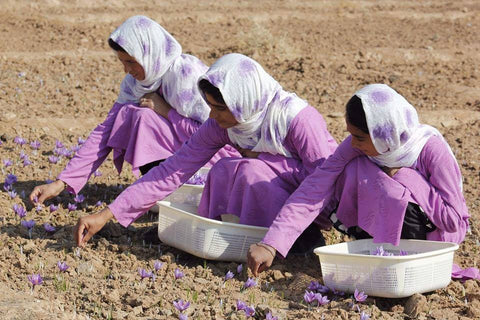 women saffron farmers 
