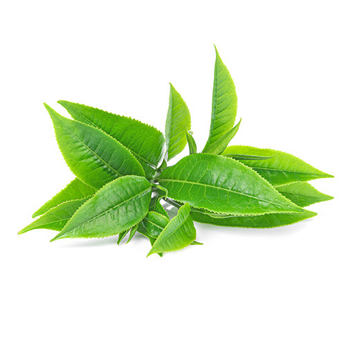 Tea Leaf Extract - Ingredient