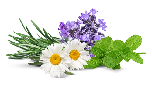 Chamomile flower, patchouli leaf and rosemary and spearmint leaf