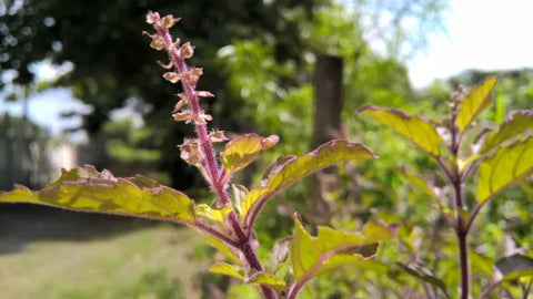 Ayurvedic benefits of tulsi